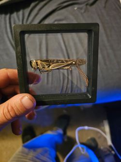 American bird grasshopper framed specimen