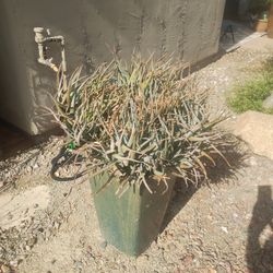 Flower Pot