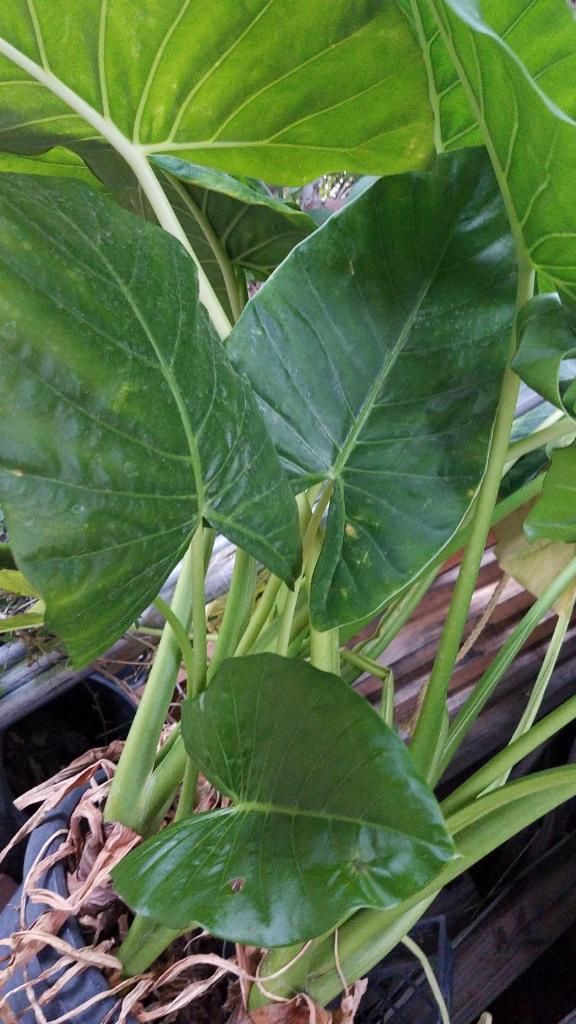 Elephant ear plant for Sale in Riverside, CA OfferUp