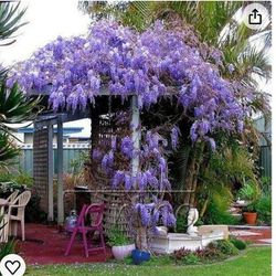 double wisteria plant - technically 2 roots so you could divide into 2 plants or plant together
