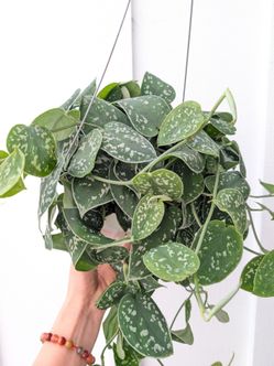Scindapsus Pictus Argyraeus Silver Satin Pothos Plant 6" Pot - Indoor House Plants
