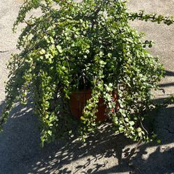 3 Gal. Portulacaria Succulent