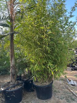 Bamboo plants 25gal