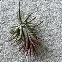 Airplant