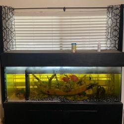 Fish Tank
