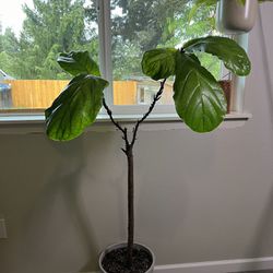 Fiddle Leaf Fig Tree - Live Indoor Plant