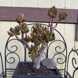 Bonsai Oger Tree