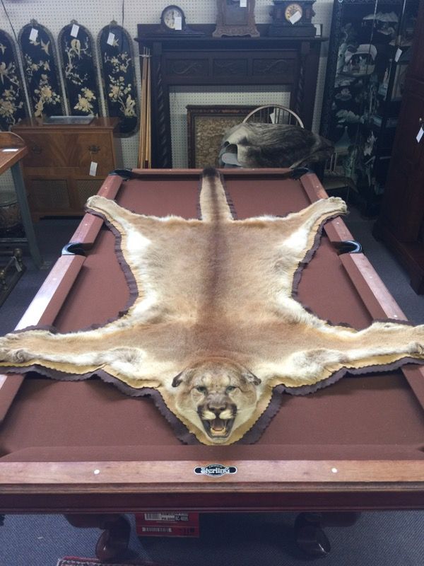 Beautiful Mountain Lion Rug, Taxidermy