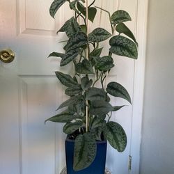 Silver Satin Pothos Exotica 