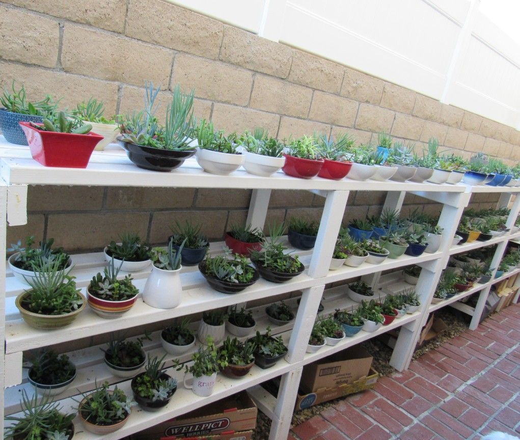 Many Succulents ( Read Details)