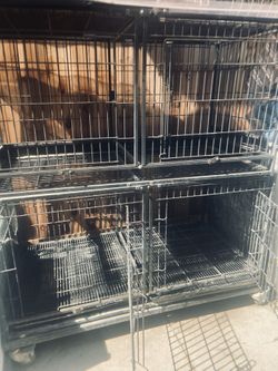 Cage: 48✖️24✖️24 Inches / Used 