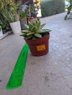 Echeveria Succulent 4
