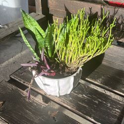 Succulent Arrangement