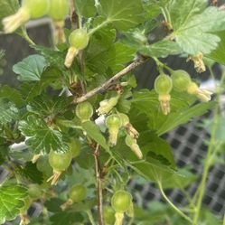 Giant sweet Goose Berry Plant