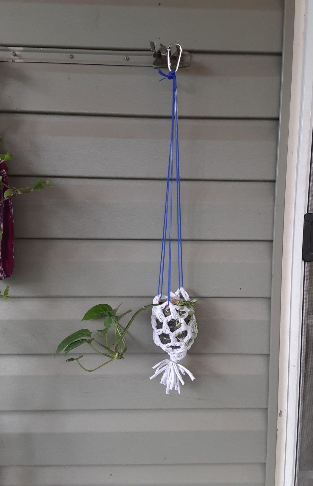 Hanging golden pothos and succulents