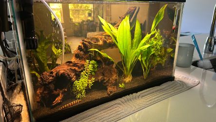 Selling Kuhli Loach/Otto Catfish 10 Gal Tank