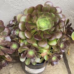 Plant Flower 
