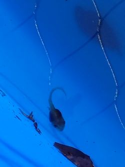 Tree Frog Tadpoles and Baby Tree Frogs