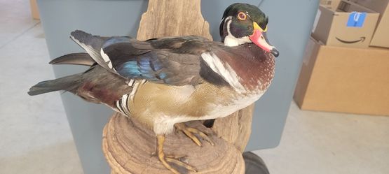 Duck Mount