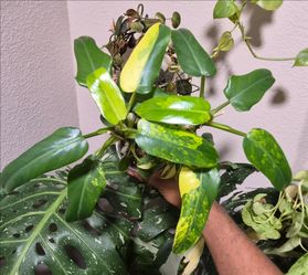 Philodendron Domesticum