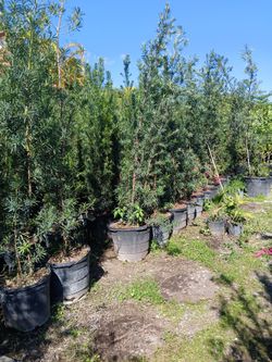 Big sale now podocarpus hedges on big sale now