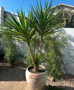 Yucca Gloriosa