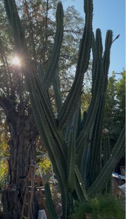 Peruvian Apple Cactus