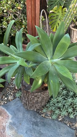 Agave Foxtail