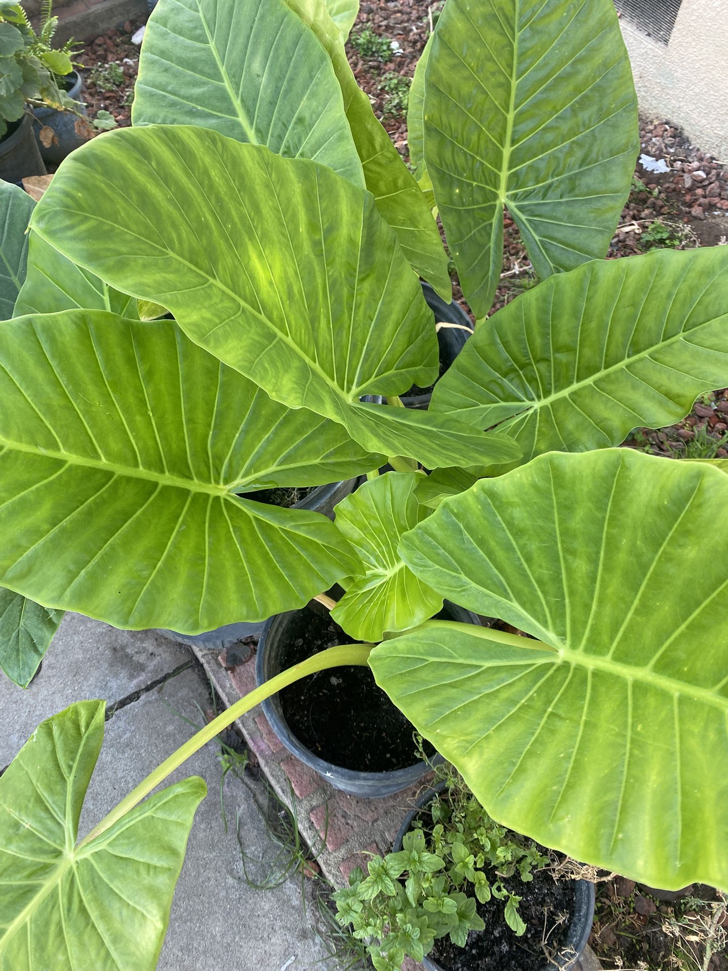 Plants π± Elephant Ears For Inside And Outside