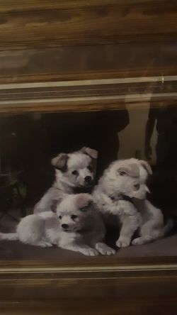 Picture gallery rare painting