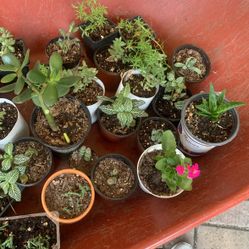 Varios  Suculent