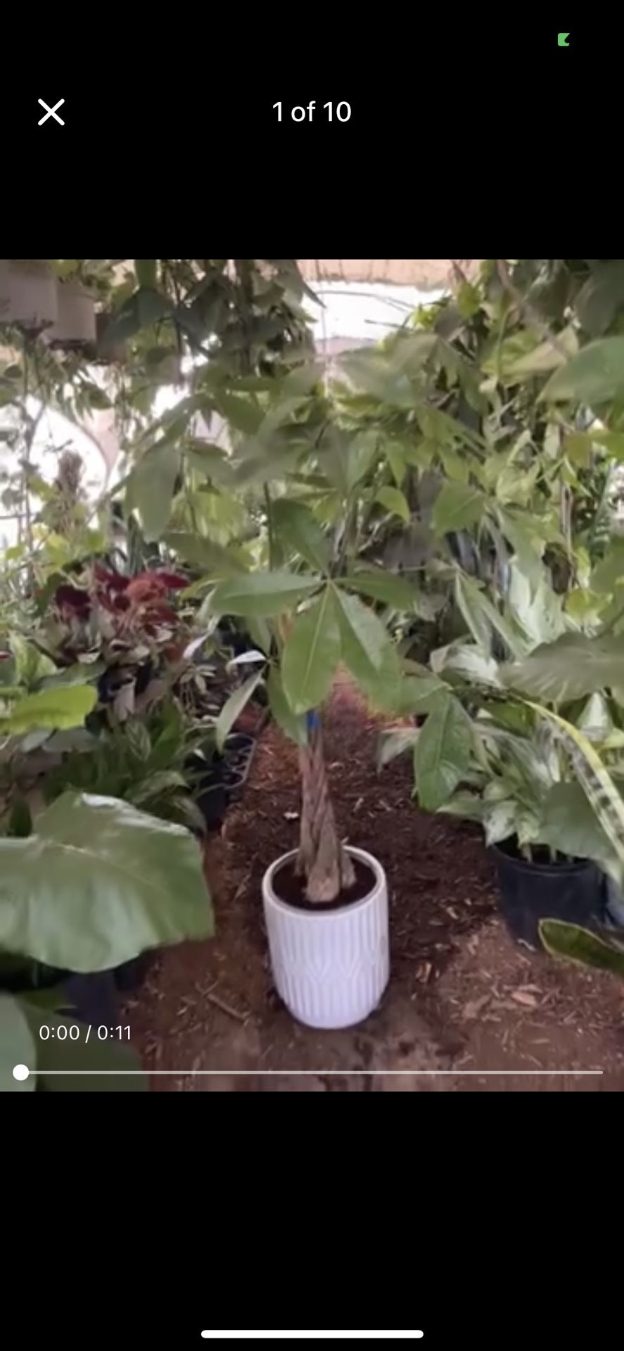 ~4ft (top of plant to bottom of pot) full/lush/super healthy braided money tree, 95820