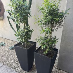 Two Topiaries W Planters 