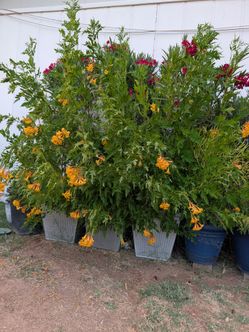 Flores naranjas en macetas de metal