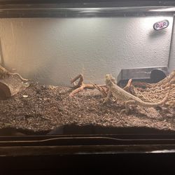 Bearded Dragon And Full Setup (really Big Tank)