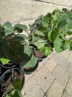 Cape Gooseberry tree Organic حرنكش