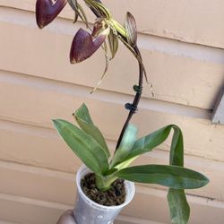 paphiopedilum gold dynasty x giant wings