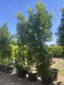 25 Gal Ficus Indian Laurel