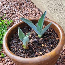 agave preis Americana Silver Agave