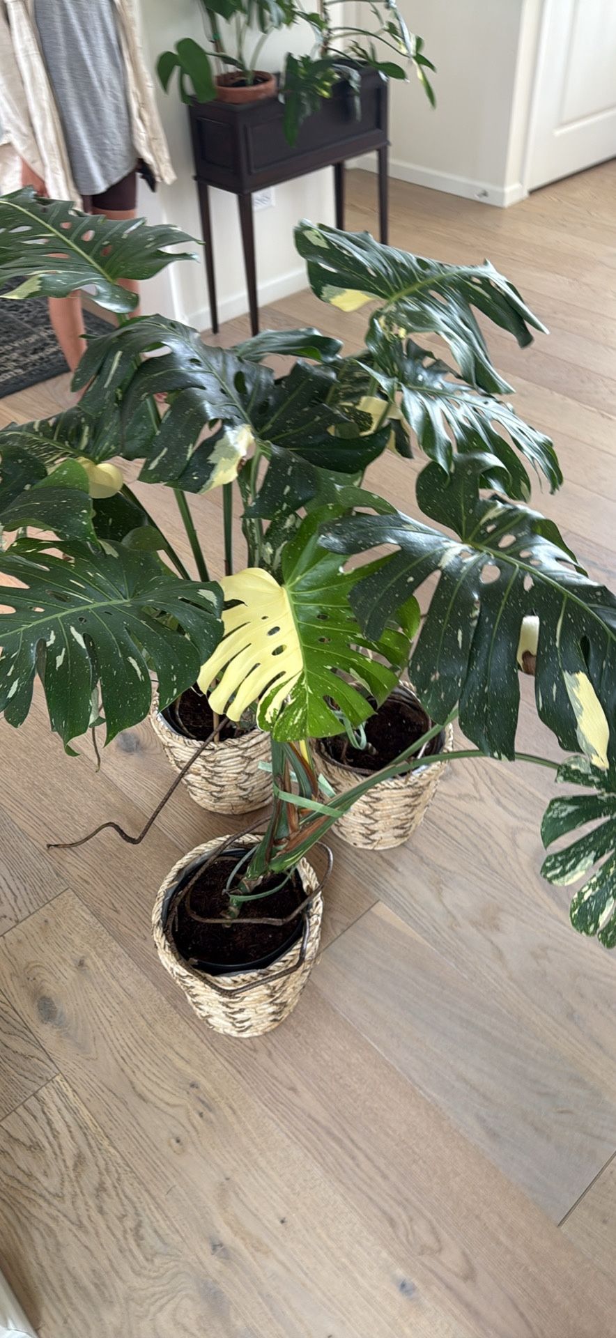 Monstera Thai Constellation Plant Large