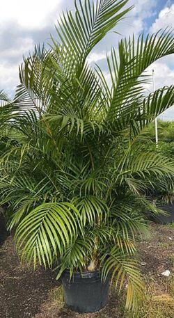 ARECA PALMS