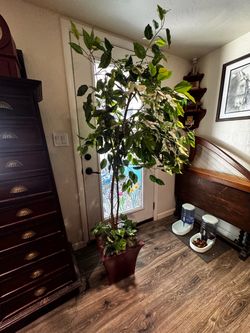 Large Artificial Ficus Tree in Planter
