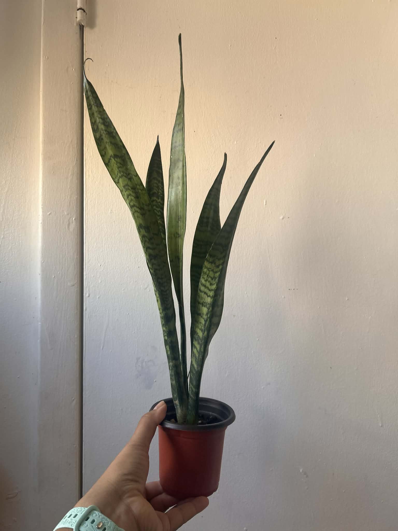 Snake Plant Read Description ⬇️