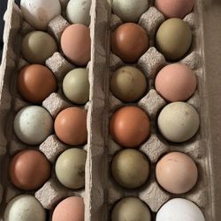 Farm Fresh Eggs 