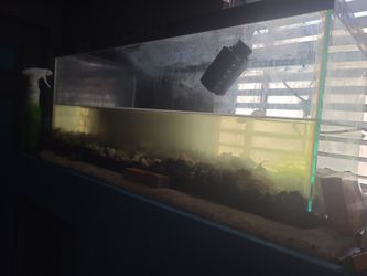 Large Glass Fish Tank w/everything NEED gone by  Saturday