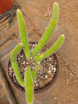 Cactus