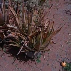Succulents Plants.  $5.00 Each