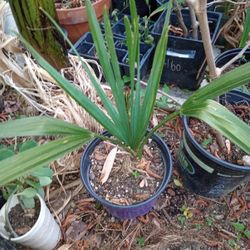 Cold Hardy Sabal Minor Palm Tree