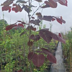Forest pansy red bud tree