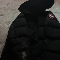 Canada goose